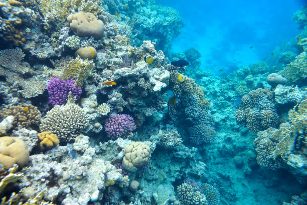 istock beautiful and diverse  coral reef 881853020