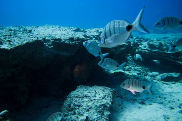 istock group of fishes 881853342