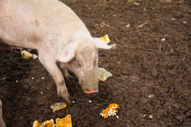 istock Domestic pigs on a farm 881856422