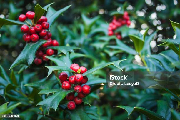 Hojas De Acebo Y Bayas Rojas Bush Vista De La Naturaleza En Un Parque Foto de stock y más banco de imágenes de Acebo