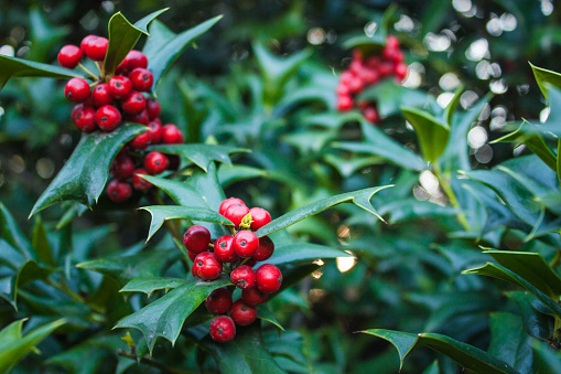 Holly Leaves and Red Berries Bush, Nature View in a Park.