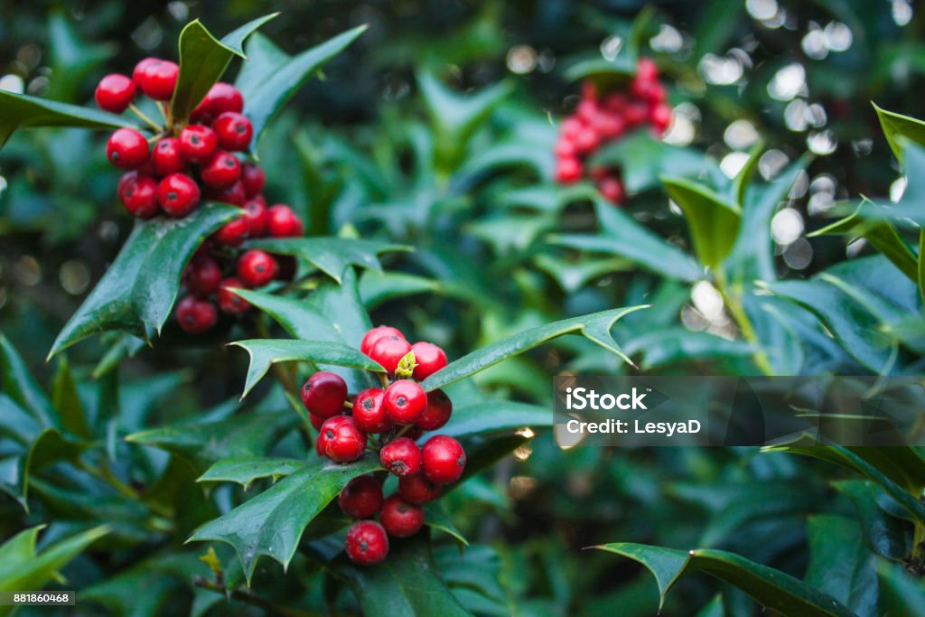 Holly Leaves and Red Berries Bush, Nature View in a Park Holly Leaves and Red Berries Bush, Nature View in a Park. Holly Stock Photo
