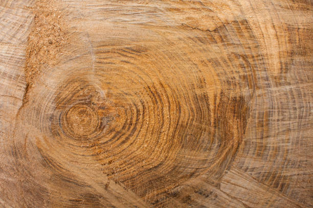 istock Wood texture background, wooden bark close up. Grunge textured image 881865260