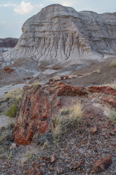 istock Petrified Wood and White Hill 881865824