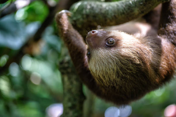 istock sloth hanging on a tree in the jungle 881872156