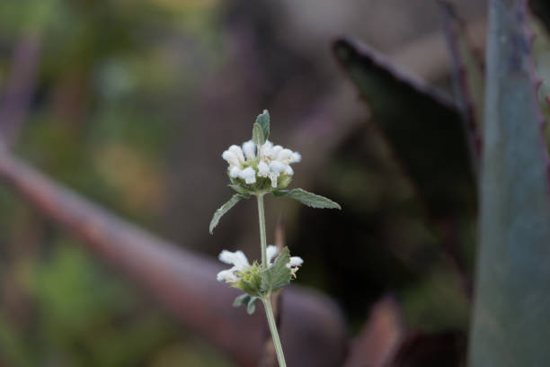 Flowers of Leucas songeana, a wild plant in East Africa.