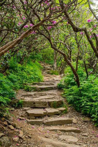 ツツジの茂みを介して階段 - roan mountain state park ストックフォトと画像