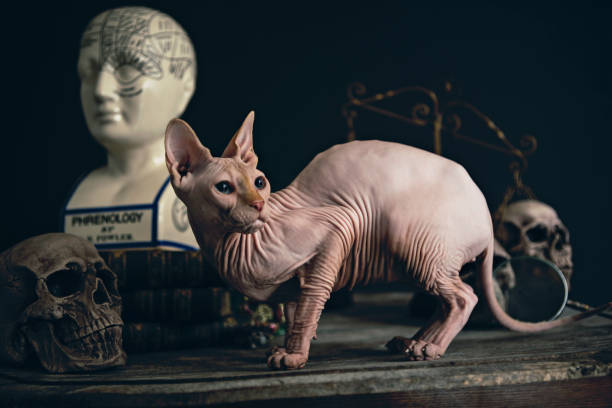 Alchemist Desk Hairless cat on an old Alchemists work table with mystical items, phrenology head, potions, skulls, scales and other equipment. sphynx hairless cat photos stock pictures, royalty-free photos & images