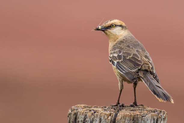 istock Chalk-browed Mockingbird - Mimus saturninus
(Lichtenstein, 1823) 881872594