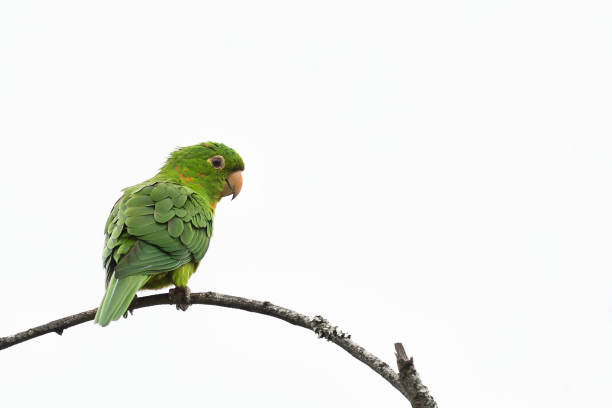 istock White-eyed Parakeet resting on the branch 881872602
