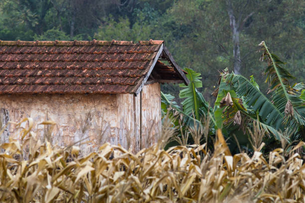 istock Old house at cornfield with banana trees 881872618