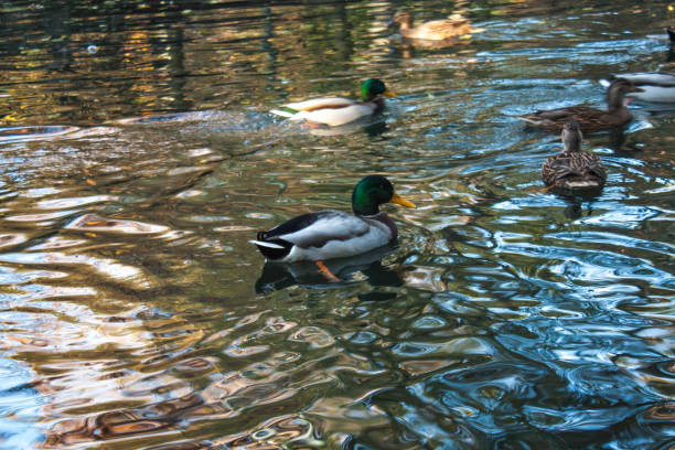 istock Wild ducks floating on the water on the lake 881874822