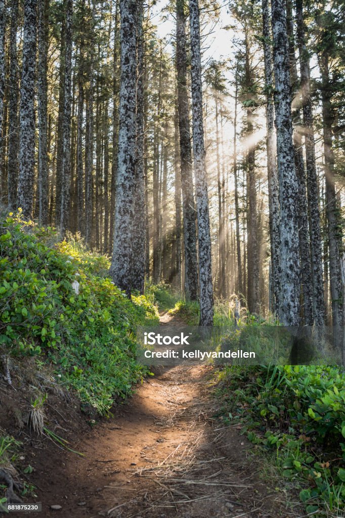 Sun Rays Through Pine Forest Sun Rays Through Pine Forest with winding trail Footpath Stock Photo