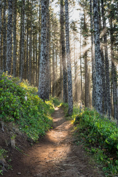 Sun Rays Through Pine Forest Sun Rays Through Pine Forest with winding trail pacific northwest photos stock pictures, royalty-free photos & images