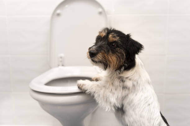 狗在洗手間-傑克羅素梗 - 洗碗刷 個照片及圖片檔