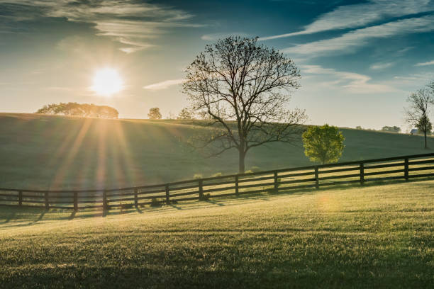 солнце светит над роллинг кентукки филд - farm fence landscape rural scene стоковые фото и изображения