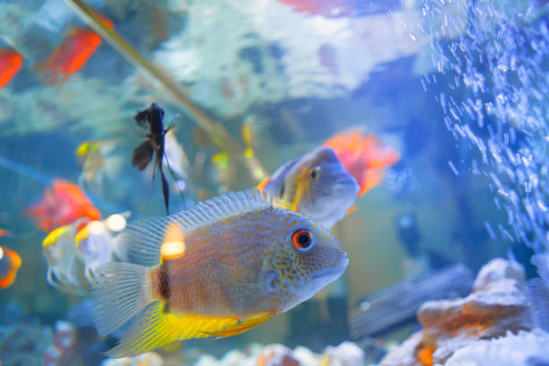istock fishes in blue aquarium water 881875464