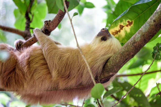 three toed sloth hanging in the branches of a tree in the jungle of Costa Rica