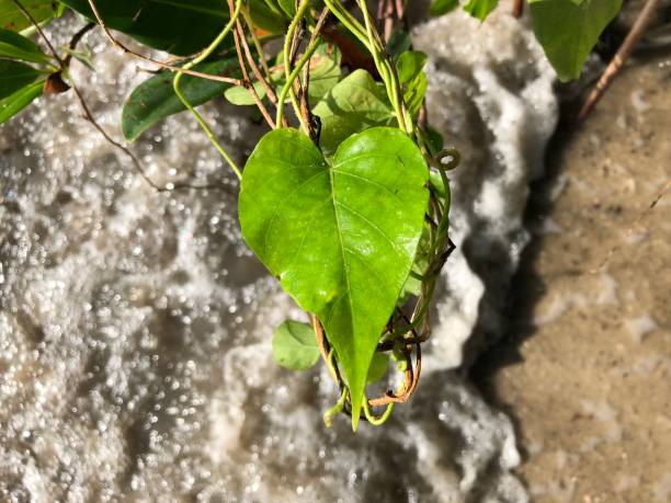 istock heart shaped leaf on a vine on the ocean 881882924