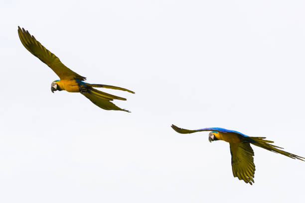 istock Brazilian Caninde Macaw flying- Mato Grosso State - Brazil 881885244