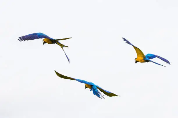 Photo of Brazilian Caninde Macaw flying- Mato Grosso State - Brazil