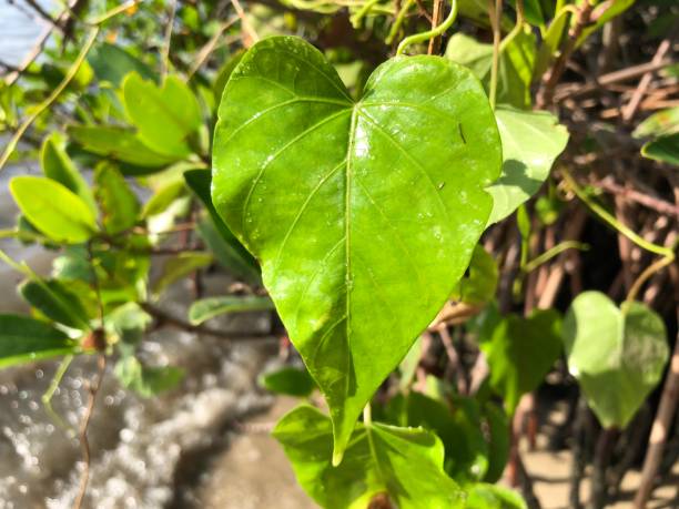 istock heart shaped leaf on a vine on the ocean 881885526