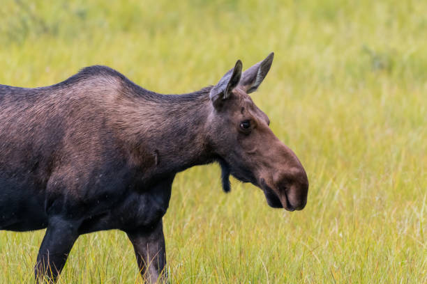 istock Female Moose Grazing in Grass 881885726