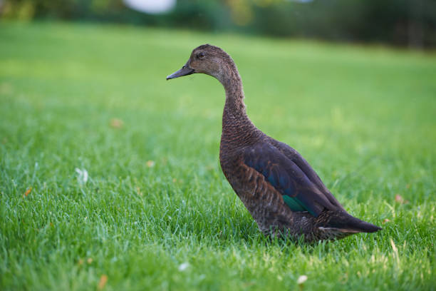 Close-Up Of Ducks On Field