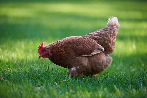 Free range chickens in field