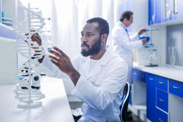 Serious intelligent geneticist looking at the gene model Human DNA. Serious nice intelligent geneticist sitting at the table looking at the gene model while doing a research dna purification stock pictures, royalty-free photos & images