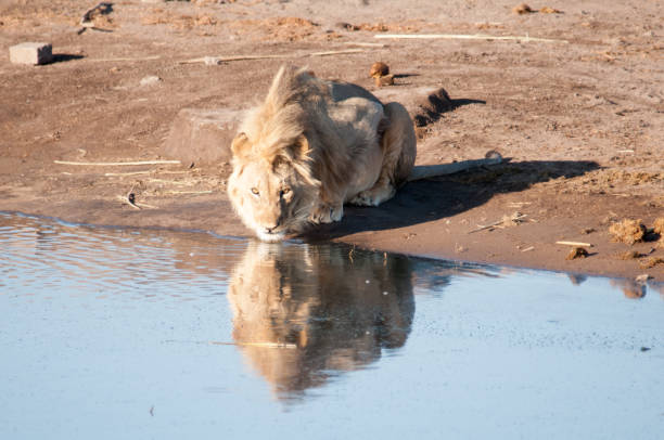 istock Lion in the wild 881886870