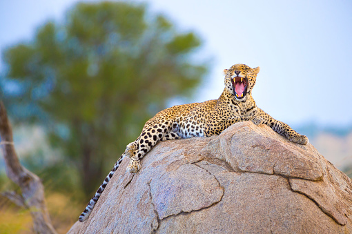 Leopard sitting on a rock. Yawning or snarling.In the wild in the Serengetti, Tanzanaia, Africa