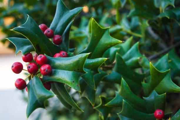 istock Holly Leaves and Red Berries Bush, Nature View in a Park 881889664