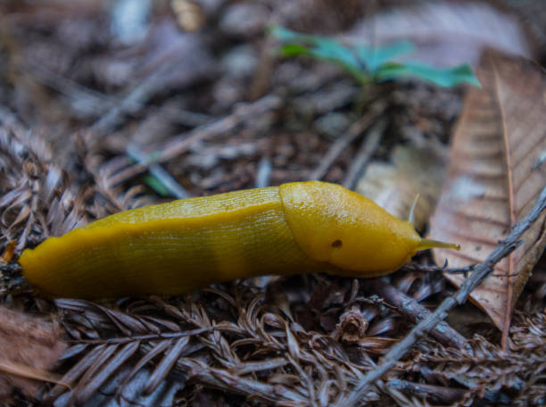 istock Yellow Banana Slugs Crawls Along Forest Floor 881889892