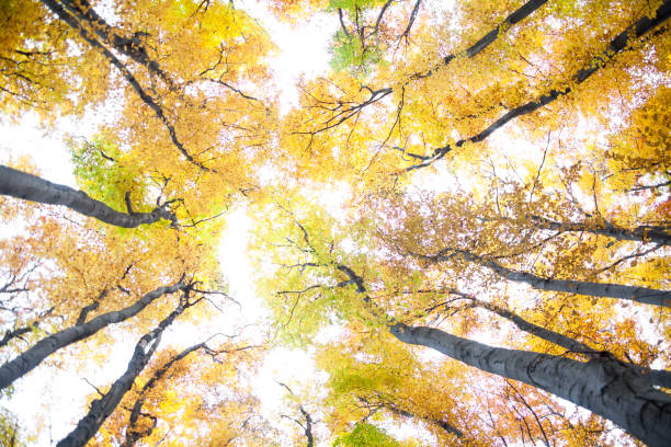 istock Yellow trees against the sky 881890492