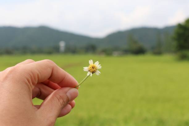 istock Hand holding flowers in the field nature background 881897582