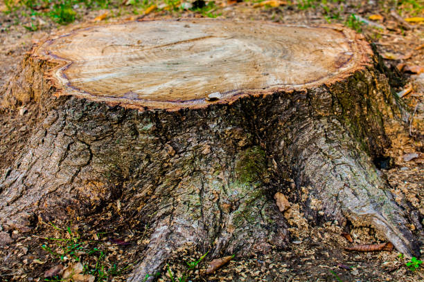 istock Tree stump wood close up. wooden texture background, Grunge textured image 881900918