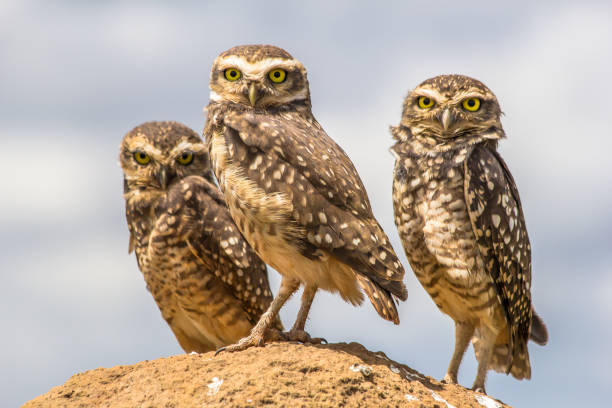 istock Owls from Serra da Canastra National Park - Minas Gerais - Brazil 881903336