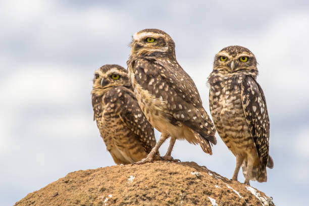 istock Owls from Serra da Canastra National Park - Minas Gerais - Brazil 881903350