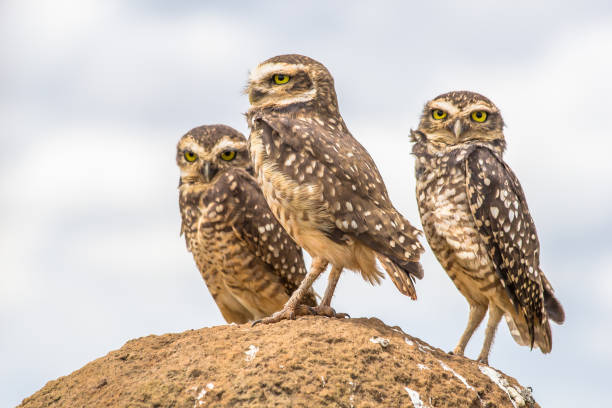 istock Owls from Serra da Canastra National Park - Minas Gerais - Brazil 881903364