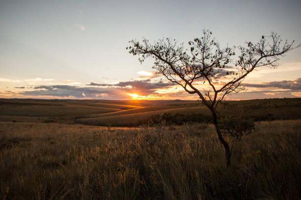istock Sunset at fields of Serra da Canastra National Park - Minas Gerais - Brazil 881903406