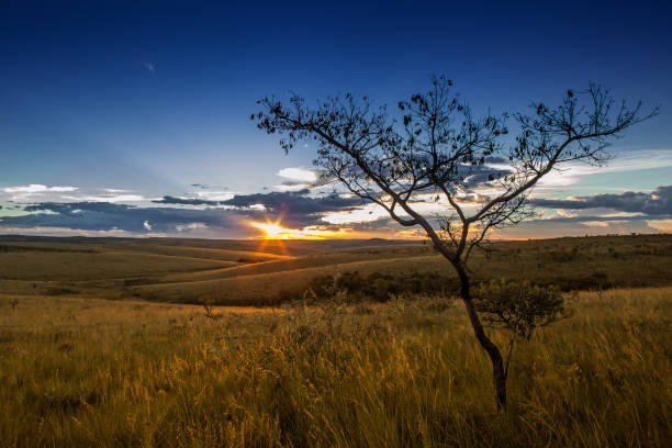 sunset at fields of serra da canastra national park - minas gerais - brazil - 180° imagens e fotografias de stock