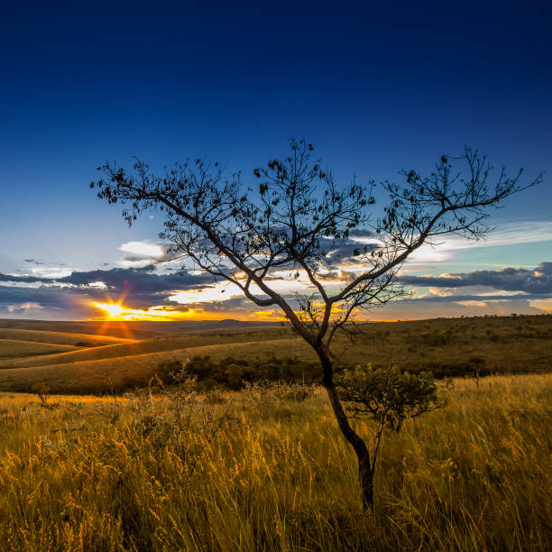 istock Sunset at fields of Serra da Canastra National Park - Minas Gerais - Brazil 881903438