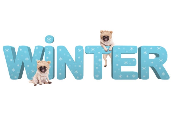istock two cute pug dogs with knitted hat and 3d text Winter in light blue with snowflakes 881903538