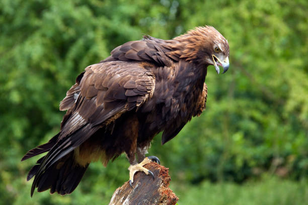 águila real-región montañosa de escocia - aguila real fotografías e imágenes de stock