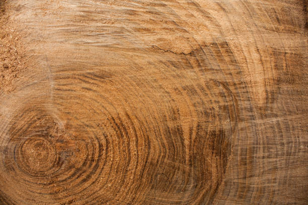 sfondo texture legno, corteccia di legno da vicino. immagine strutturata grunge - grana del legno foto e immagini stock