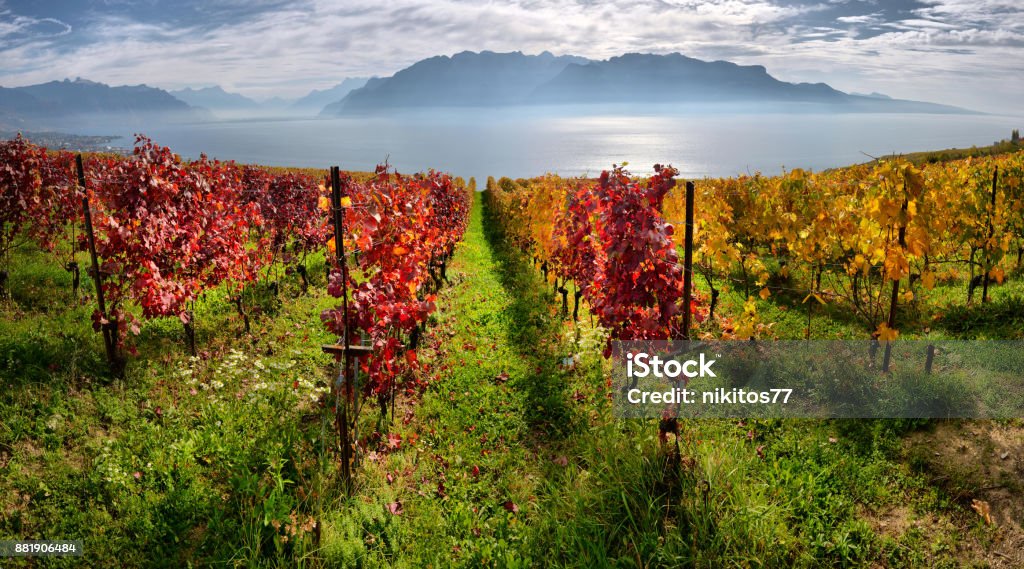 panorama of autumn vineyards in Switzerland View on Lavaux region by autumn day, Vaud Vineyard Stock Photo