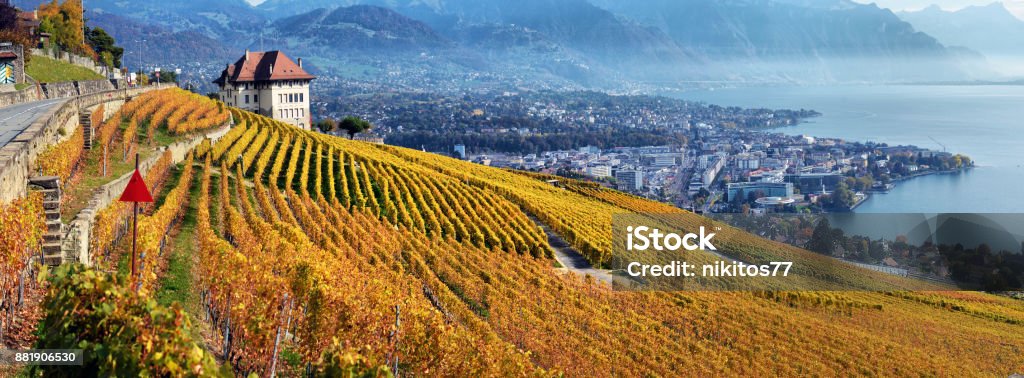 panorama of autumn vineyards in Switzerland View on Lavaux region by autumn day, Vaud Sunset Stock Photo