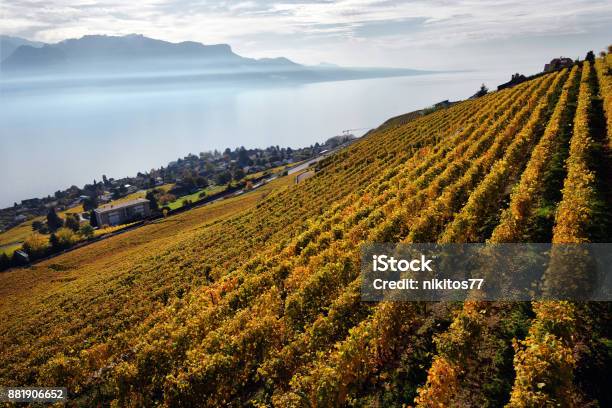 Panorama Of Autumn Vineyards In Switzerland View On Lavaux Region By Autumn Day Vaud Stock Photo - Download Image Now