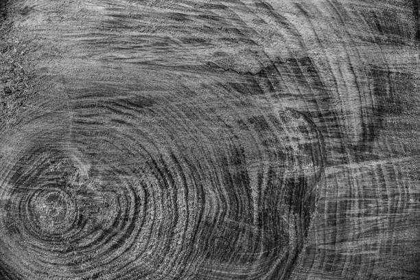 istock Wood texture background, wooden bark close up. Grunge textured monochome image 881907004
